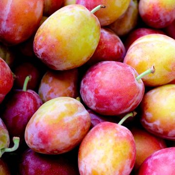 Plum - Prunus Domestica Victoria - Patio Pillar Fruit Tree