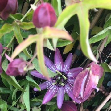 Passiflora violacea Victoria - Passion Flower