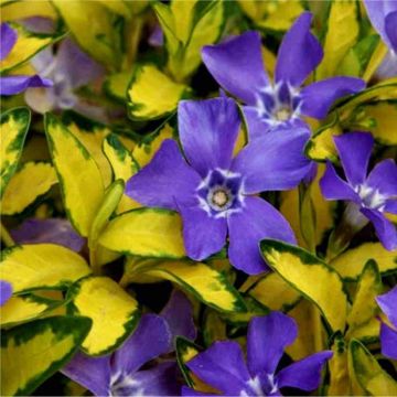 Vinca minor ''Illumination'' - Illuminations variegated Periwinkle