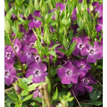 Vinca minor Atropurpurea - PURPLE Flowered Evergreen Ground Covering Lesser Periwinkle Plants