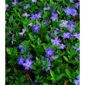 Vinca minor - Pack of THREE - Blue Flowered Evergreen Ground Covering Lesser Periwinkle Plants