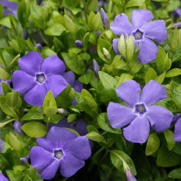 Vinca minor Bowles Variety - Blue Flowered Evergreen Ground Cover - Lesser Periwinkle Plant