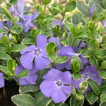 Vinca Ralph Shugert