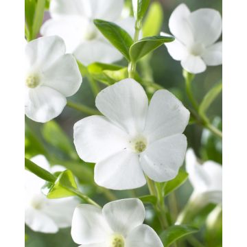 Vinca minor Gertrude Jekyll