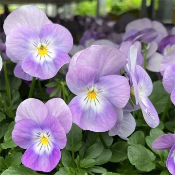 Lovely Lavender Viola Plants in Bud & Bloom