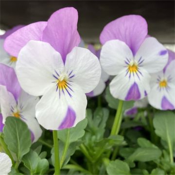 Lavender-Pink Wing Viola Plant - The Small Flowered Pansy - Viola Plants in Bud & Bloom