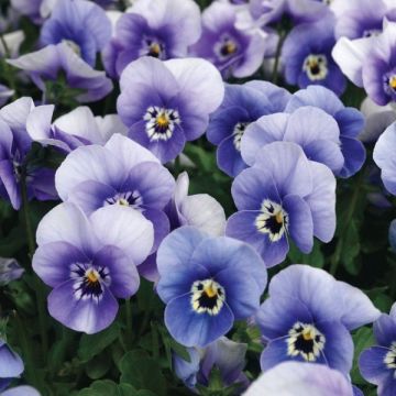 Viola Marina Blue -  Pack of Six Plants