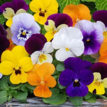 Northern Lights Viola Plant - The Small Flowered Pansy - Viola Plants in Bud & Bloom