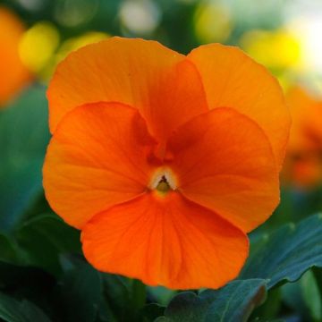 Viola Orange -  Pack of Six Plants