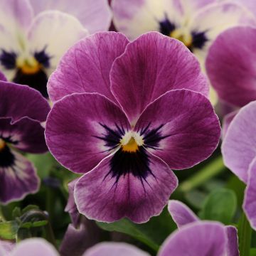 Viola Rose Face - Pack of Six Plants