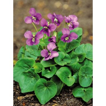 Viola Sororia 'Rubra'