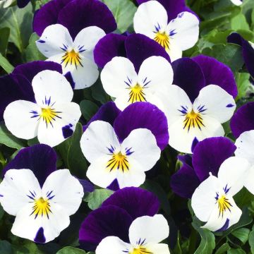 Viola Coconut Duet - Pack of SIX Plants