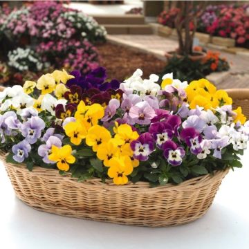 Viola Duet Mix- The Small Flowered Pansy - Plants in Bud & Bloom - Pack of SIX