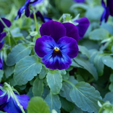 Viola Deep Purple Face - In Bud & Bloom