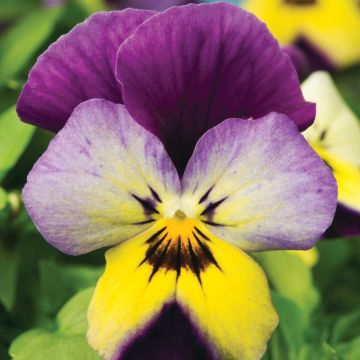 Viola Trailing Tricolour in Bud and Bloom