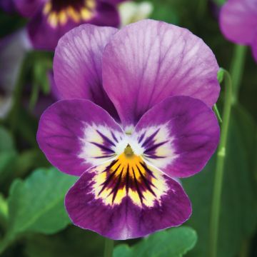 Viola Trailing Pink Shades