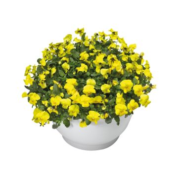Viola Trailing Pure Yellow 