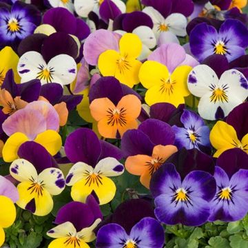 Viola Mix - The Small Flowered Pansy - Plants in Bud & Bloom - Pack of SIX