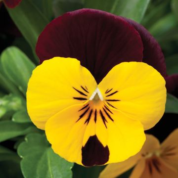 Viola Trailing Yellow with Red Wing in Bud and Bloom