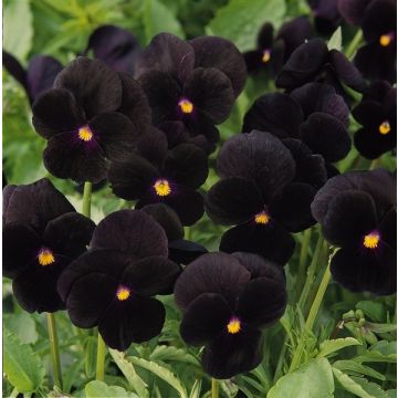 Viola Black - Pack of Six Plants