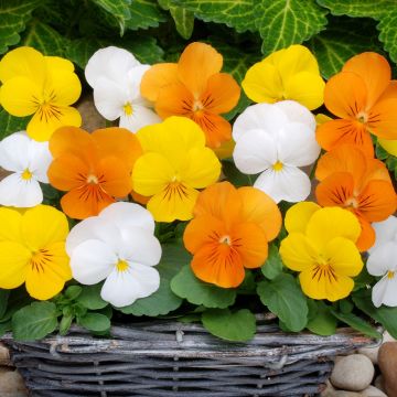 Viola Sorbet Citrus Mix - The Small Flowered Pansy - Plants in Bud & Bloom - Pack of TWENTY