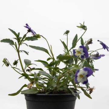 Viola Trailing Blue Face