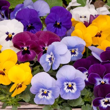 Viola Mix - The Small Flowered Pansy - In Bud & Bloom
