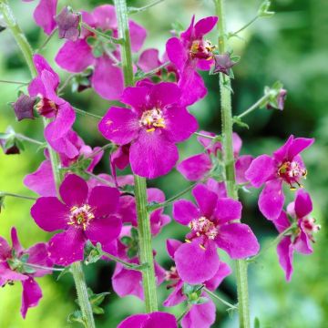 Verbascum phoeniceum "Violetta"