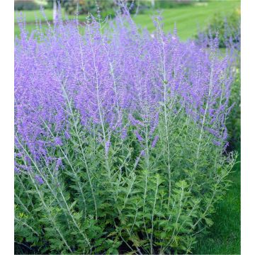 Perovskia Blue Spire - Russian Sage