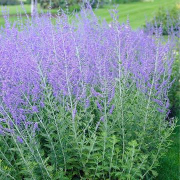 Perovskia Blue Spire - Russian Sage - In Bud & Bloom
