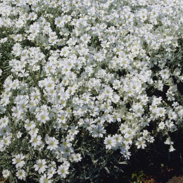 Cerastium tomentosum