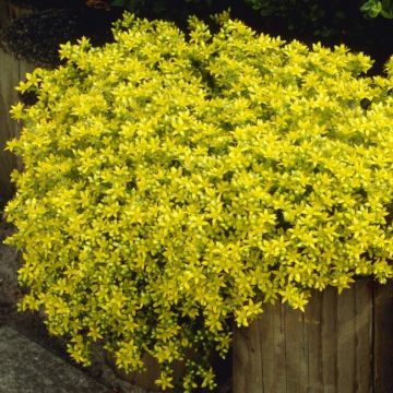 Sedum Acre - Biting Stonecrop
