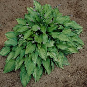 Hosta 'Elizabeth Campbell' -  Pack of 3 Bare Root					