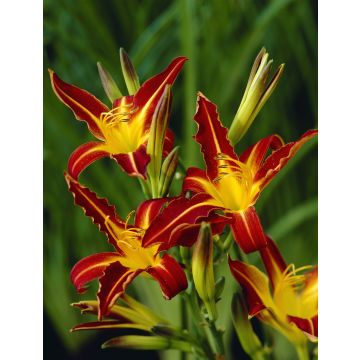 Hemerocallis Autumn Red