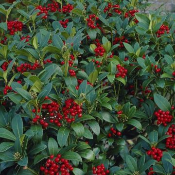 Skimmia japonica Passion 