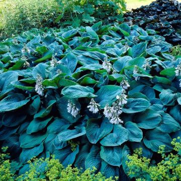 Hosta 'Bressingham Blue' Pack of 3 Bare Root					