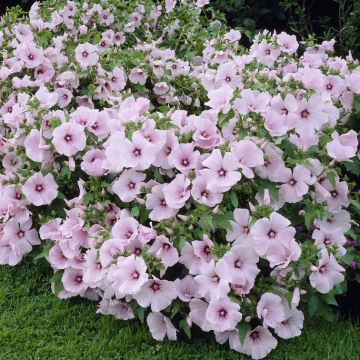 Lavatera trimestris Pink Regis