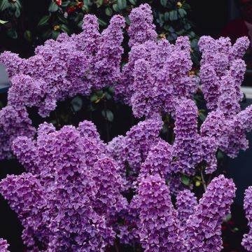 Syringa vulgaris Ludwig Spaeth - Fragrant Purple Lilac