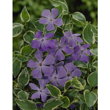 Vinca major 'Variegata' - Greater Periwinkle 
