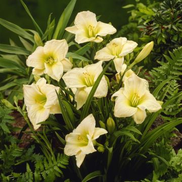 Hemerocallis Gentle Shepherd