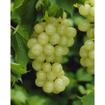 Vitis vinifera White Muscat of Alexandria - Grape Vine