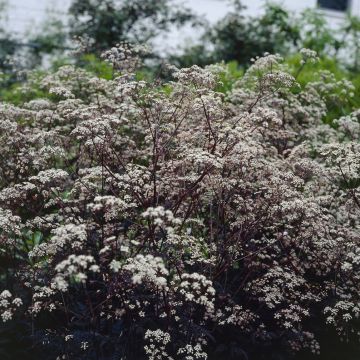 Anthriscus sylvestris Ravenswing - Black Cow Parsley