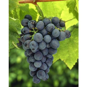 Vitis vinifera Blauer Burgunder