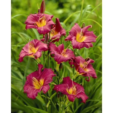 Hemerocallis Little Grapette