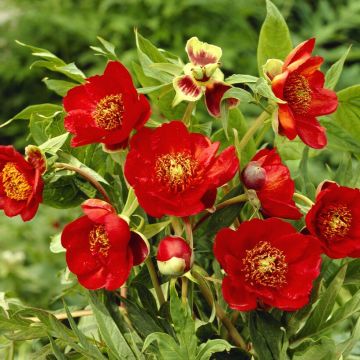 Tree Peony - Paeonia  suffruticosa Red