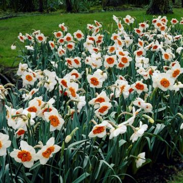 Daffodil Professor Einstein - Pack of 6 Bulbs