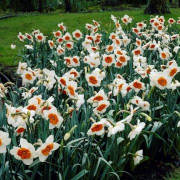 SPECIAL DEAL - Daffodil Professor Einstein - Pack of 6 Bulbs