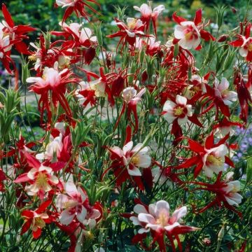 Aquilegia Crimson Star - Granny's Bonnet, Columbine