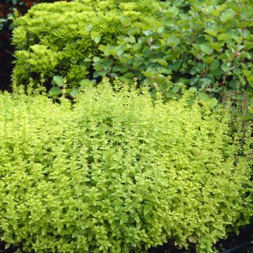 Herb - Origanum vulgare  ''Thumbles Variety' - Oregano