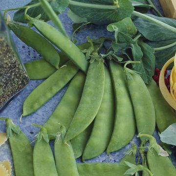 Pea Plant 'Carouby De Maussane' - Mangetout Pea Plant 'Carouby De Maussane' - Mangetout